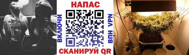 сколько стоит  Коряжма  Бошки марихуана сатива 